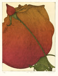 Two Roses (1981)