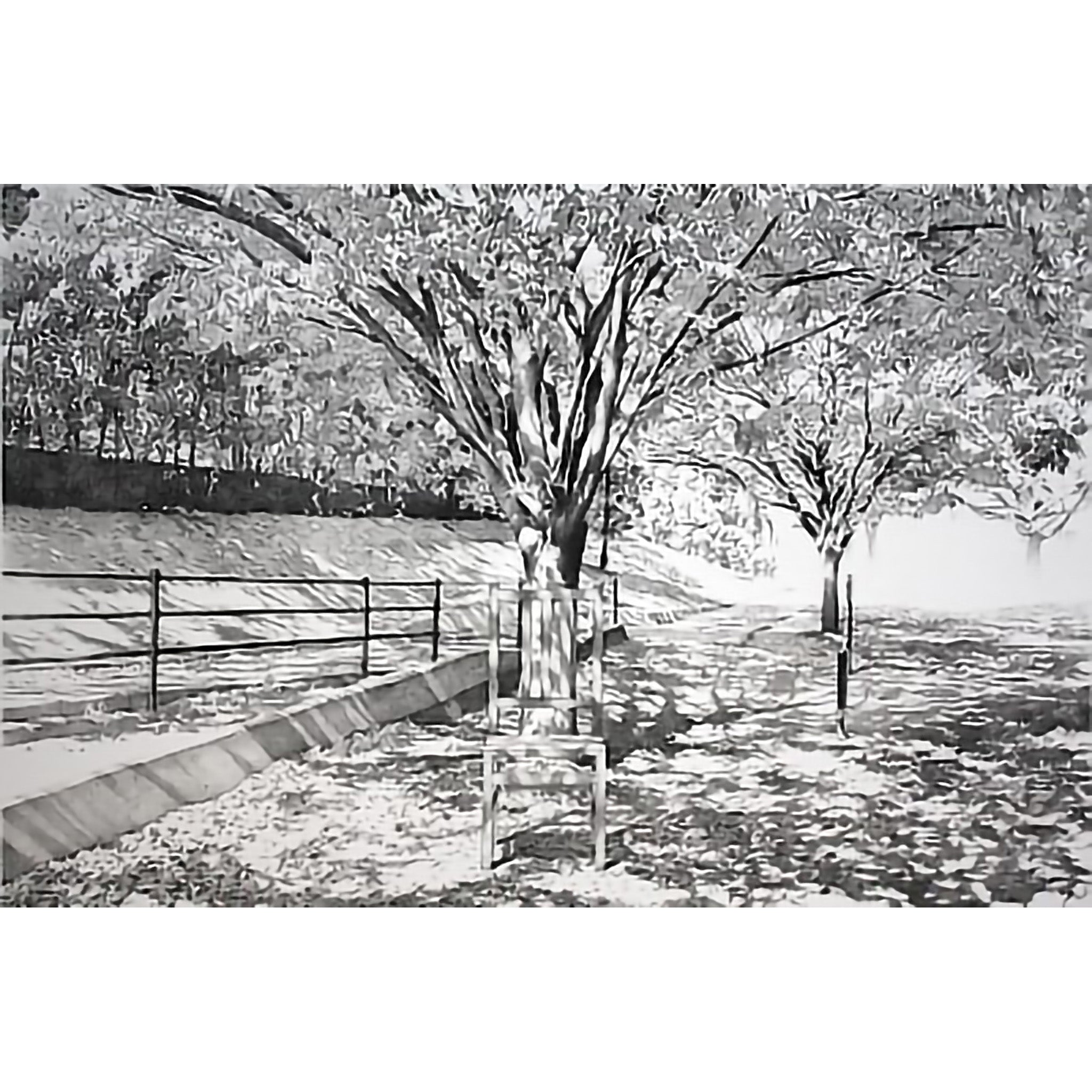 The Sunshine Filtering through Foliage #2 by Keisuke Yamamoto - Davidson Galleries