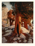 Foxtail Pines by Stephen McMillan - Davidson Galleries